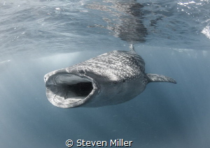 Bonito eggs happily don't show up as much as some plankto... by Steven Miller 